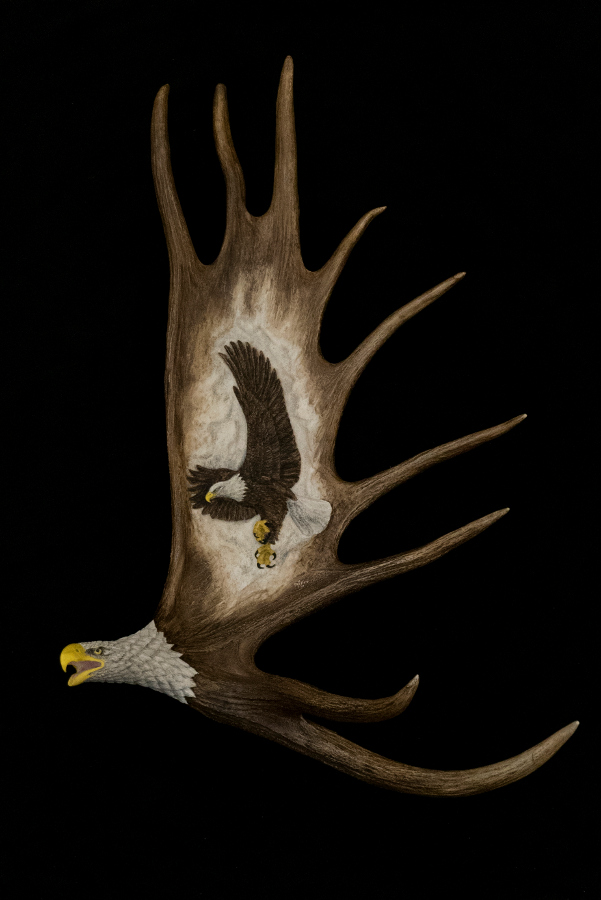 Moose Antler Carving