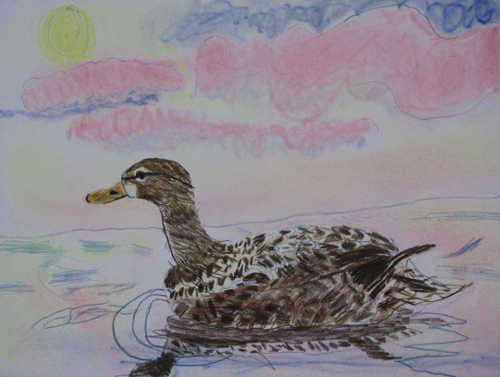 Blue-winged Teal Hen